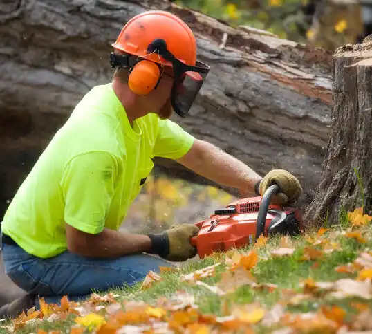 tree services Felicity